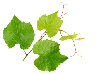 Beyaz arka planda parlak yeşil yapraklı bir asma. Metin için boş alan.