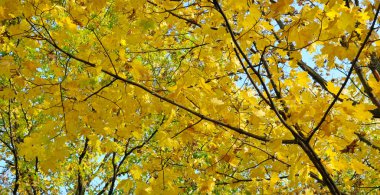 Parkta güzel sarı sonbahar yapraklarıyla güneşli bir sonbahar günü. Geniş resim.