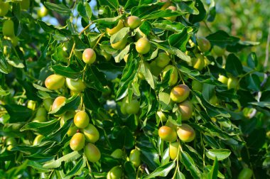 Gerçek Ziziphus, ya da Çince, jujube tarihi, jojoba, marmelat ağacı.