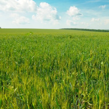 Yeşil buğday tarlası Kulakları yakın ve parlak gökyüzü.
