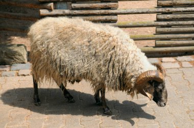 Çayırda büyük boynuzlu bir koç..