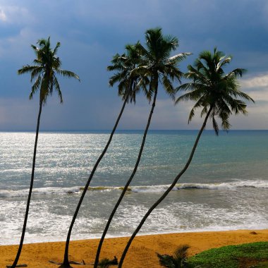 Palmiye ağaçlarının silueti Tropikal deniz sahili arka planında tatil için güzel gün batımı dinlenme zamanı