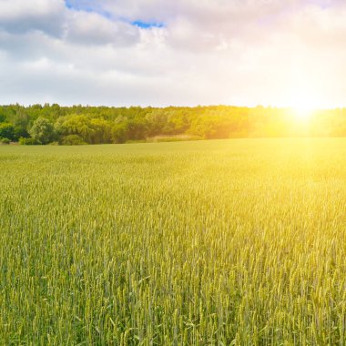 Buğday tarlası doğa manzarası. Güzel gün batımında tarım sahnesi.