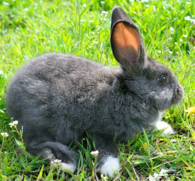 Sıcak bir yaz gününde yeşil çimlerin üzerinde sevimli gri bir tavşan.
