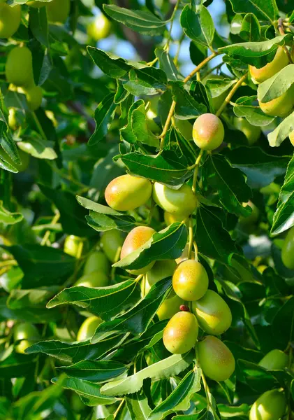 Gerçek Ziziphus, ya da Çince, jujube, jojoba, marmelat ağacı. Dikey fotoğraf.