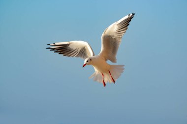 Mavi bir arka planda uçan martı