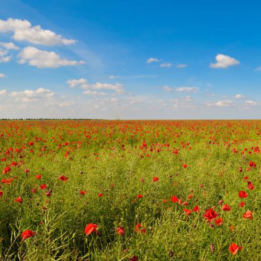 Kırmızı gelincikler bir tecavüz sahasının arka planında ve parlak bir gökyüzünde.