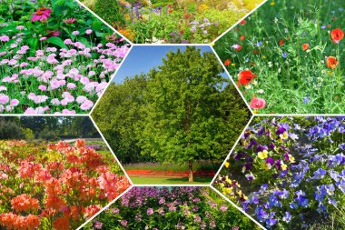 Bahçelerdeki ve parklardaki çiçek tarhları. Kolaj. Mozaik desen.