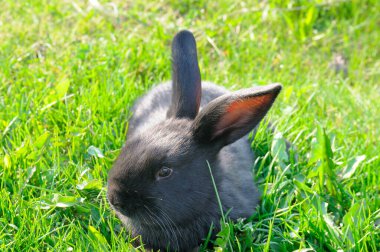 Sıcak bir yaz gününde yeşil çimlerin üzerinde sevimli siyah bir tavşan..