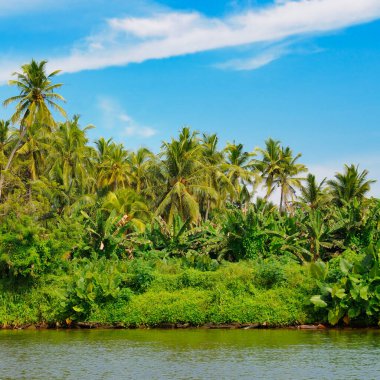 Palmiye ağaçları, mangrovlar ve güzel bir gölün kıyısındaki diğer tropikal ağaçlar. Sri Lanka. Konsept - tatil ve seyahat.