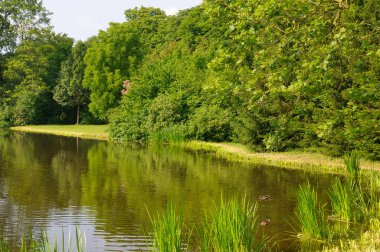 Güzel renkli bir yaz baharı. Doğal manzara. Park 'ta bir göl.