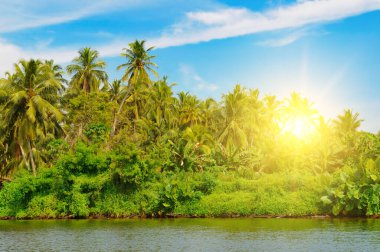 Palmiye ağaçları, mangrovlar ve diğer tropikal ağaçlar güzel bir gölün kıyısında ve parlak bir gündoğumunda. Sri Lanka. Konsept - tatil ve seyahat.