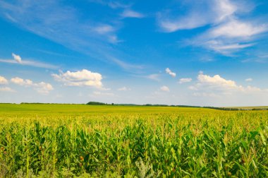 Mavi gökyüzü olan mısır tarlası çiftliği