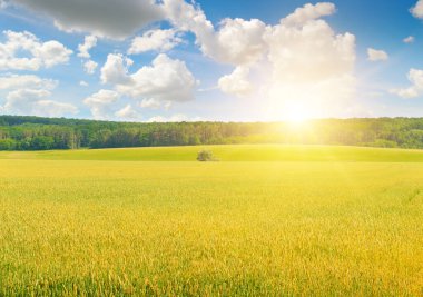 Yeşil buğday tarlası Kulakları yakın ve parlak gün batımı.