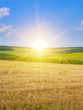 Buğday tarlası ve renkli gündoğumu. Dikey fotoğraf.