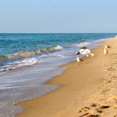 Renkli sahilde martı ve mavi gökyüzü.