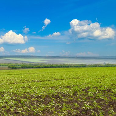 Çiftlik arazisinde ayçiçekleri ve mavi gökyüzünde güneş.