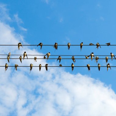 Büyük bir kırlangıç grubu iki paralel elektrik kablosuna tünemiş beyaz bulutlu parlak mavi bir gökyüzüne karşı. Görüntü, gökyüzünde geniş bir kopya alanı bulunan özgürlük, göç ve doğal toplanma hissini iletir..