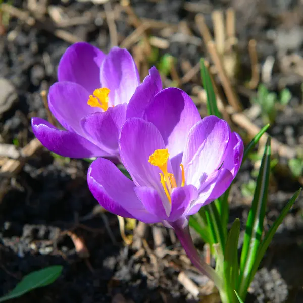 Toprakta açan parlak sarı erkek organları olan iki canlı mor krokus çiçeği. Görüntü, ilkbaharın ilk alametlerinin dingin güzelliğini güzel doğal ışıkla yakalıyor..