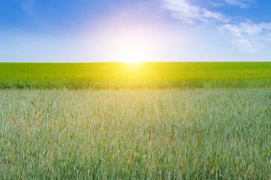Açık mavi bir gökyüzünün altında, ufukta parlak bir güneş olan uçsuz bucaksız yeşil bir tarlaya sahip güzel bir manzara. Görüntü, geniş bir kopya alanı ile barış ve özgürlük hissi uyandırıyor..