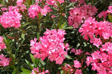Güneşli bir günde çiçek açan pembe zakkum ağacının güzel bir yakın çekimi. Görüntü, doğanın canlı güzelliğini yakalıyor ve yaz ve bahçe temalı projeler için mükemmel..