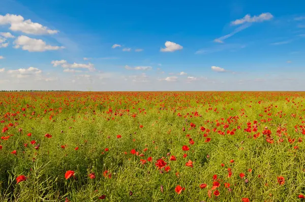 Uçsuz bucaksız kırmızı haşhaş ve diğer yeşil bitkilerin göz kamaştırıcı geniş açılı görüntüsü mavi gökyüzünün altında dağınık bulutlarla. Görüntünün canlı renkleri ve huzurlu havası onu doğa, seyahat ve mevsimsel temalar için mükemmel kılar..