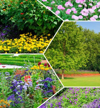 Canlı bir kolaj güzel bir yaz bahçesinde çeşitli renkli çiçekler ve yemyeşil çiçekler sergiliyor. Görüntü doğanın dingin güzelliğini yakalar ve bahar ve büyüme temaları için idealdir..