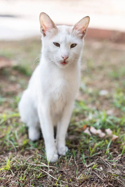 Blanco Precioso Gato Callejero Está Sentado Suelo Jardín Cerca —  Fotos de Stock