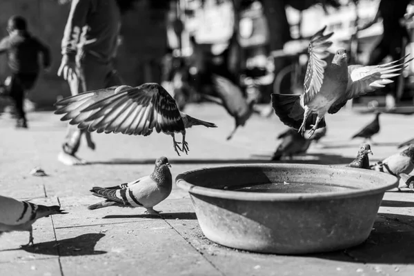 공원에서 아름다운 비둘기를 날게하는 가까이 — 스톡 사진