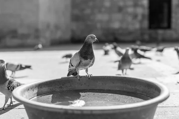 비둘기와 비둘기가 가까이 물그릇 — 스톡 사진