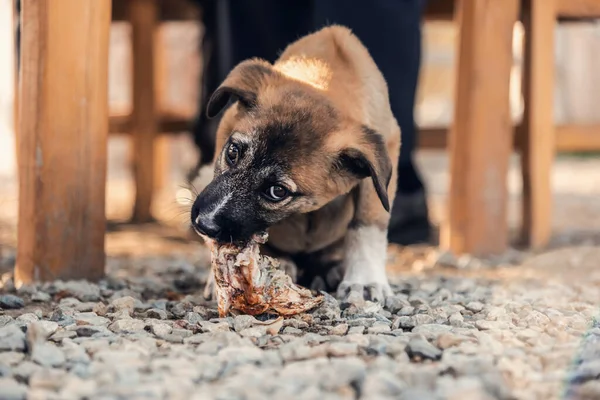 A cute puppy is eating food in a cafe\'s garden, close up