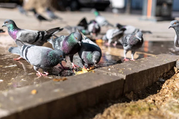 아름다운 비둘기는 공원의 사람들이 가까이 먹이를 — 스톡 사진