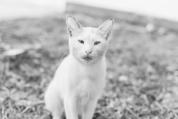 白い美しい野良猫が地面に座っている 屋外写真 — ストック写真