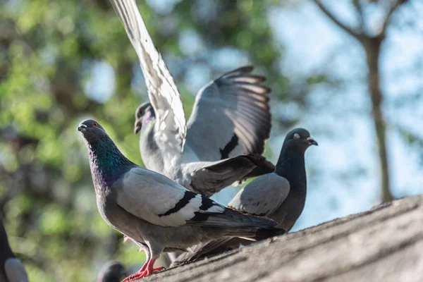 Galambok Ülnek Tetőn Parkban Közelről — Stock Fotó