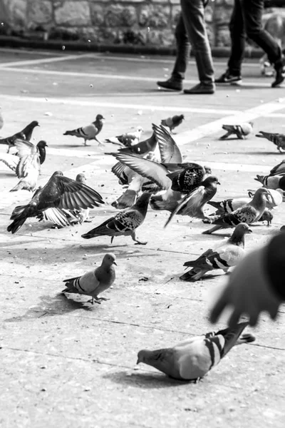 Πουλιά Τρώνε Σπόρους Καλαμποκιού Ένα Πάρκο Κοντά Λεπτομέρειες — Φωτογραφία Αρχείου
