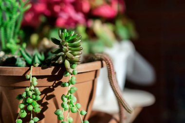 Güzel sulu ve pembe çiçekleri bahçeye yakın.