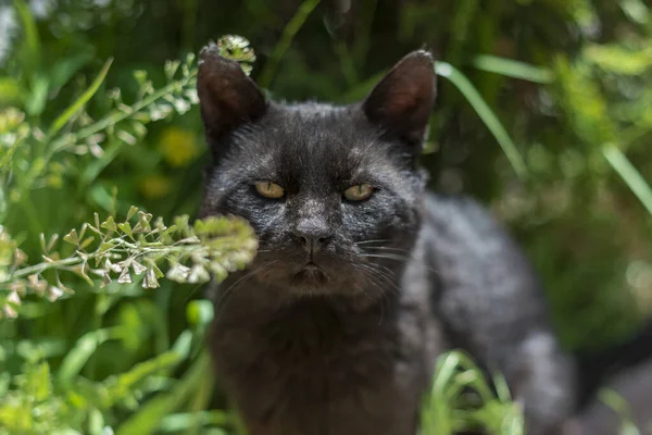 Hermoso Gato Negro Está Mirando Cámara Jardín Cerca Fotografía Aire —  Fotos de Stock