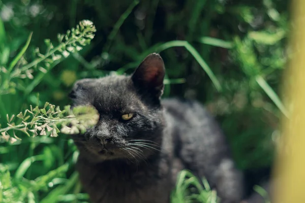 Een Zwarte Kat Verschuilt Zich Achter Bladeren Een Tuin Close — Stockfoto