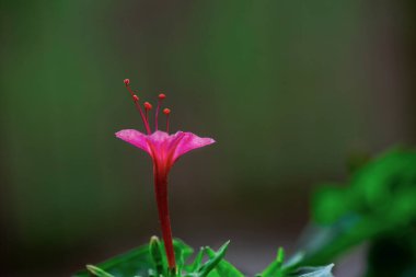 Koyu arkaplanda güzel pembe bir çiçek, yakın plan, makro fotoğraf.