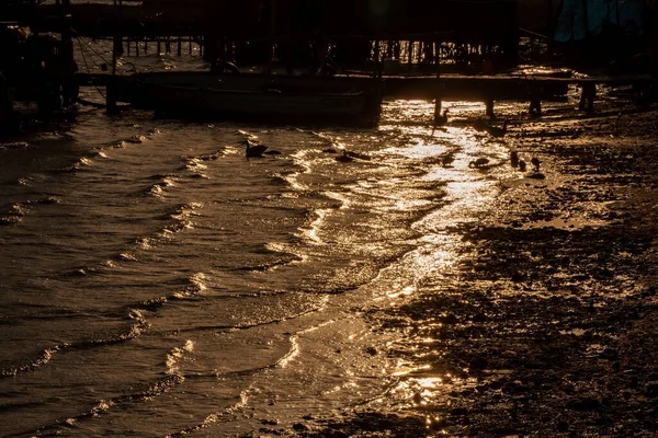 鸭子在海里游动的风景 土耳其金色的大海 — 图库照片