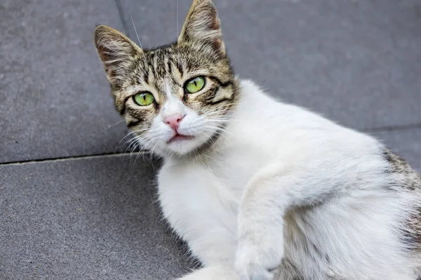 Hermoso Gato Callejero Está Mirando Cámara Cerca Fotografía Aire Libre —  Fotos de Stock