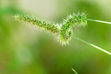 Yeşil arka planda güzel yeşil buğdaylar, yakın çekim, makro fotoğrafçılık