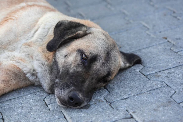 A sleepy dog is lying on a street, close up, outdoor photography