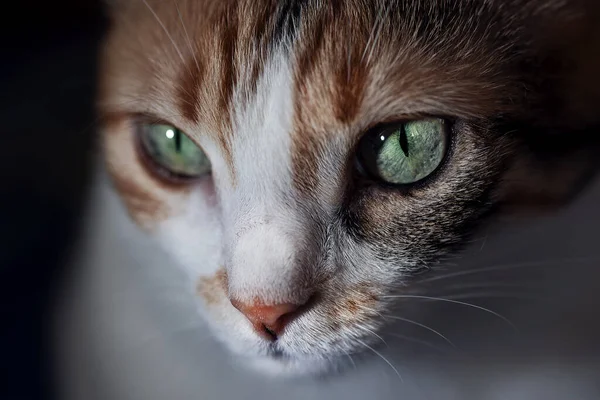 A domestic calico cat's portrait on a black background, close up, macro photography