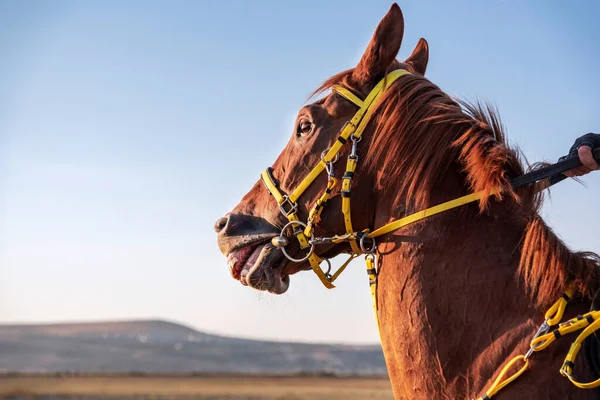 トルコのケイセリの都市に設定された太陽の田園地帯の美しい野生の馬 — ストック写真