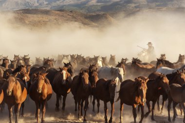 Türkiye 'nin Kayseri ilçesinde kırsal alanda kovboyla vahşi atlar gün batımında