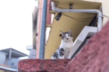 Güzel tekir kedi duvarda oturuyor, açık hava fotoğrafçılığı.