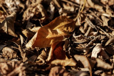 Bahçedeki güneş ışığı üzerindeki kuru yapraklar, yakın çekim, makro fotoğrafçılık.