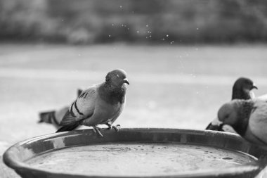 Güvercinler ulusal bir parkta su içiyor, yakın çekim, makro fotoğrafçılık açık hava fotoğrafçılığı