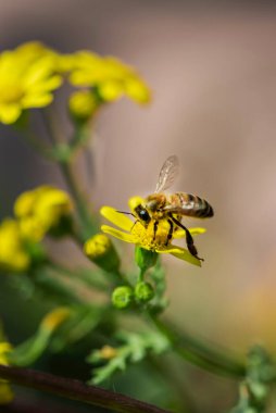 Mavi arka planda güzel sarı papatya çiçeği, bir arı ile, yakın çekim, makro fotoğraf